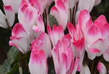 仙客來不開花如何處理，適當(dāng)創(chuàng)造低溫條件有助于花朵開放