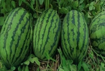 山東昌樂縣的特產(chǎn)，昌樂西瓜有200多年種植歷史