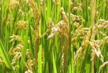 華香馬蒂水稻種簡介，秧田播種量每畝24公斤