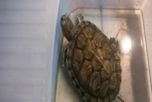 烏龜飼料是否要泡在水中，需要泡水、這樣更容易消化
