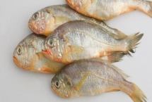 寧波小黃魚的價格，單尾重量會影響到售價