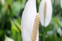 一帆風(fēng)順的種植技術(shù)，適合在半陰的環(huán)境中生長