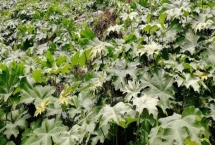 通草的適宜種植方法，條播為主要播種方式