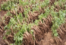 菜用葛根的種植前景，目前來看前景較廣闊