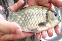中科五號(hào)鯽魚(yú)苗的價(jià)格，一尾需要0.2-0.3元左右