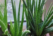 蘆薈的種植管理方法，不要經(jīng)常澆水