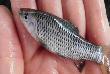 麥穗魚是什么魚，是常見的小型淡水魚類