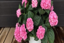 牡丹花的花語，寓意富貴、吉祥、幸福等