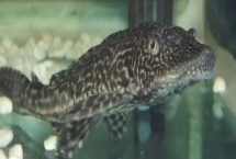 清道夫能和金魚混養(yǎng)嗎，不能和金魚混養(yǎng)