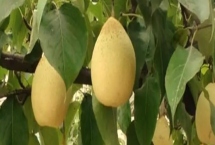 鴨梨產(chǎn)地是哪里，始于河北但山東產(chǎn)量也很大