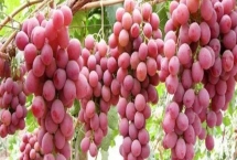 甘肅省武威市的水果特產(chǎn)，涼州皇冠梨栽植歷史悠久