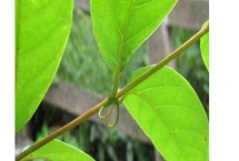 種植鉤藤的效益，利潤可觀但具有一定風(fēng)險(xiǎn)