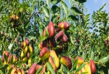 寧夏出名的特產(chǎn)，靈武長(zhǎng)棗被批準(zhǔn)為中國(guó)國(guó)家地理標(biāo)志產(chǎn)品
