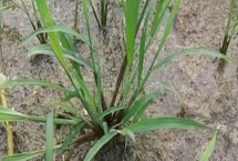 抗性稗草用什么除草劑，可以選用精惡唑禾草靈除草劑等