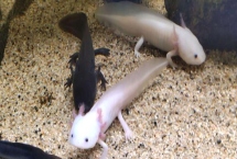 六角恐龍可以和魚混養(yǎng)嗎，無法在深水中活動不適合和魚類混養(yǎng)