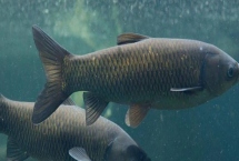 水庫釣青魚的適宜水深，釣點要選擇安靜隱蔽處