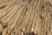 山藥的產(chǎn)地，河北地區(qū)主要產(chǎn)區(qū)