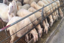 養(yǎng)羊注意事項，放牧飼養(yǎng)和舍飼的注意事項不同