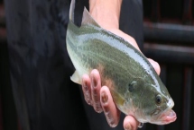 養(yǎng)殖一畝淡水鱸魚的利潤(rùn)和成本，畝凈利潤(rùn)5000-10000元左右