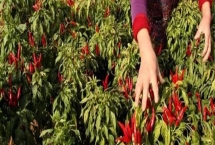 山西省襄汾縣的特產(chǎn)，有中國最大的地黃藥材營銷基地