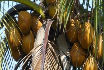 中國椰子的主產地，主產于海南、臺灣、云南等省份