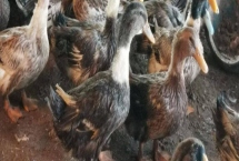 冬天怎么養(yǎng)殖肉鴨，重點(diǎn)要做好保溫措施