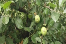 提高蘋果坐果率的方法，施足底肥可增加樹體的營(yíng)養(yǎng)積累、促進(jìn)坐果