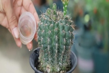 仙人球怎么澆水，根據(jù)季節(jié)調(diào)整澆水頻率