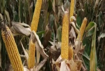 吉兆6號玉米種簡介，密度4500株/畝左右