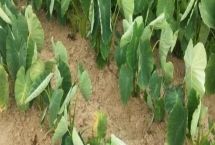 香芋栽培要點，栽種之前要施足基肥