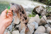 如何判斷河里是否存在鱖魚，鱖魚常棲息在水質(zhì)潔凈的地方