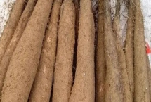 廣東陽山縣的特產，洞冠梨是當地特有的珍果