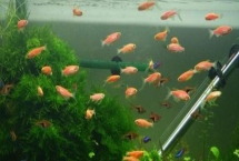 觀賞魚用什么水養(yǎng)，一般用除了氯的自來水養(yǎng)