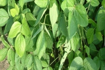 桂夏豆119大豆品種特性，適當(dāng)調(diào)整種植密度