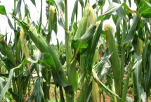 航研58玉米種子特征特性，4月下旬至5月上旬播種