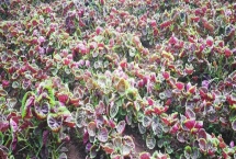 目前哪些野菜有種植前景，蘆蒿、莧菜、苦菜等品種均可種植