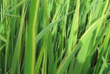 麗香優(yōu)納絲水稻種子特征特性，秈型三系雜交晚稻遲熟品種