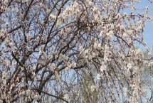 杏樹十月開花是怎么回事，是由于管理不善導(dǎo)致的