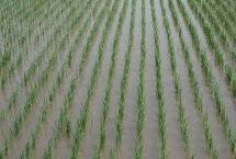 玖兩優(yōu)絲苗水稻品種的特性，每畝有效穗數(shù)20.6萬(wàn)穗