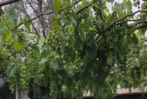 家里種葡萄寓意好嗎，寓意多福、多滿