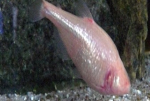 盲眼燈魚(yú)好不好養(yǎng)，飼養(yǎng)非常簡(jiǎn)單