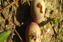 李子食心蟲的危害癥狀，果實內(nèi)部會出現(xiàn)豆沙狀