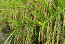 Q兩優(yōu)1606水稻種子產(chǎn)量特性，每畝插足基本苗8－10萬