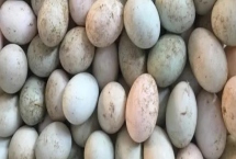 土鴨蛋的價(jià)格，各地價(jià)格不同