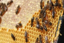 意蜂怎樣組織雙王群，先混淆兩群蜂的群味后再組成雙王群