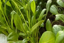 菠菜會開花嗎，養(yǎng)分充足或采收不及時會促使菠菜開花