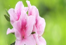 杜鵑花的寓意，寓意愛的喜悅、繁榮昌盛等