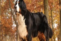 伯恩山犬好不好養(yǎng)，屬于易養(yǎng)犬種
