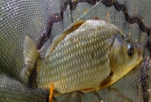 釣鯽魚如何避免小魚鬧窩，增加鉛墜的重量可避開小魚活動層