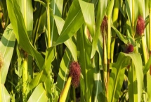 惠農(nóng)糯1號玉米品種特性，播種深度為4~5cm